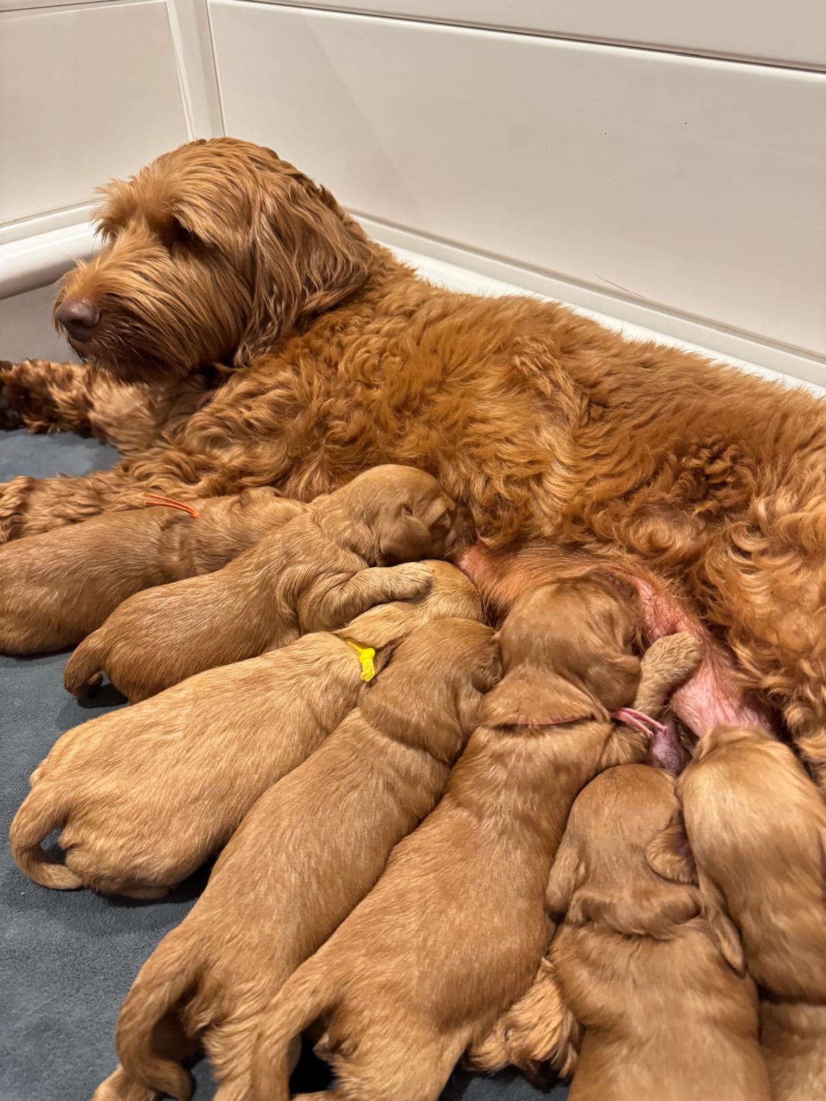 Ginger pups Nov litter
