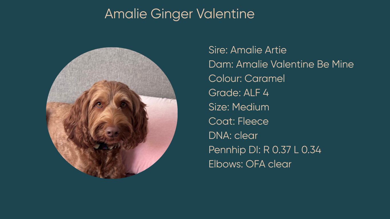 Gingerbred Ginger Valentine
