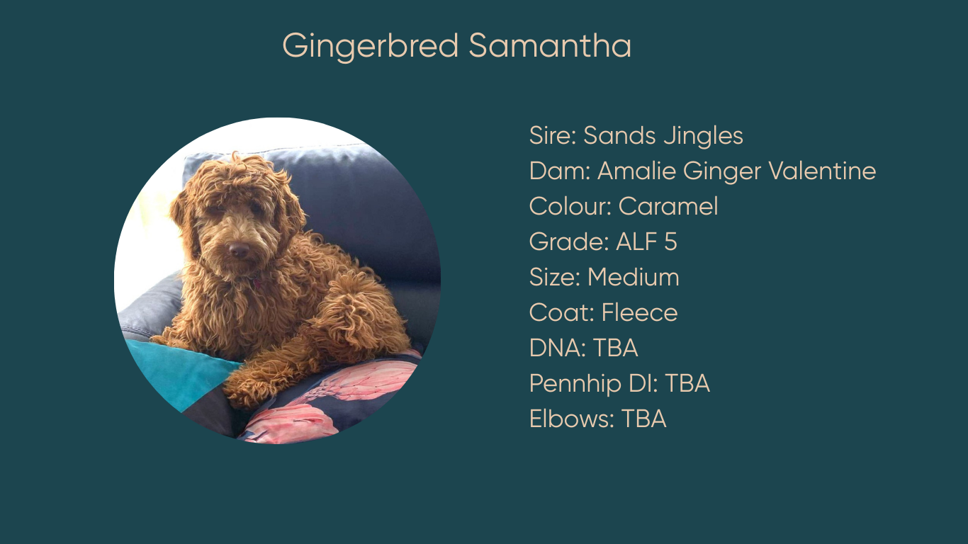 Gingerbred Samantha