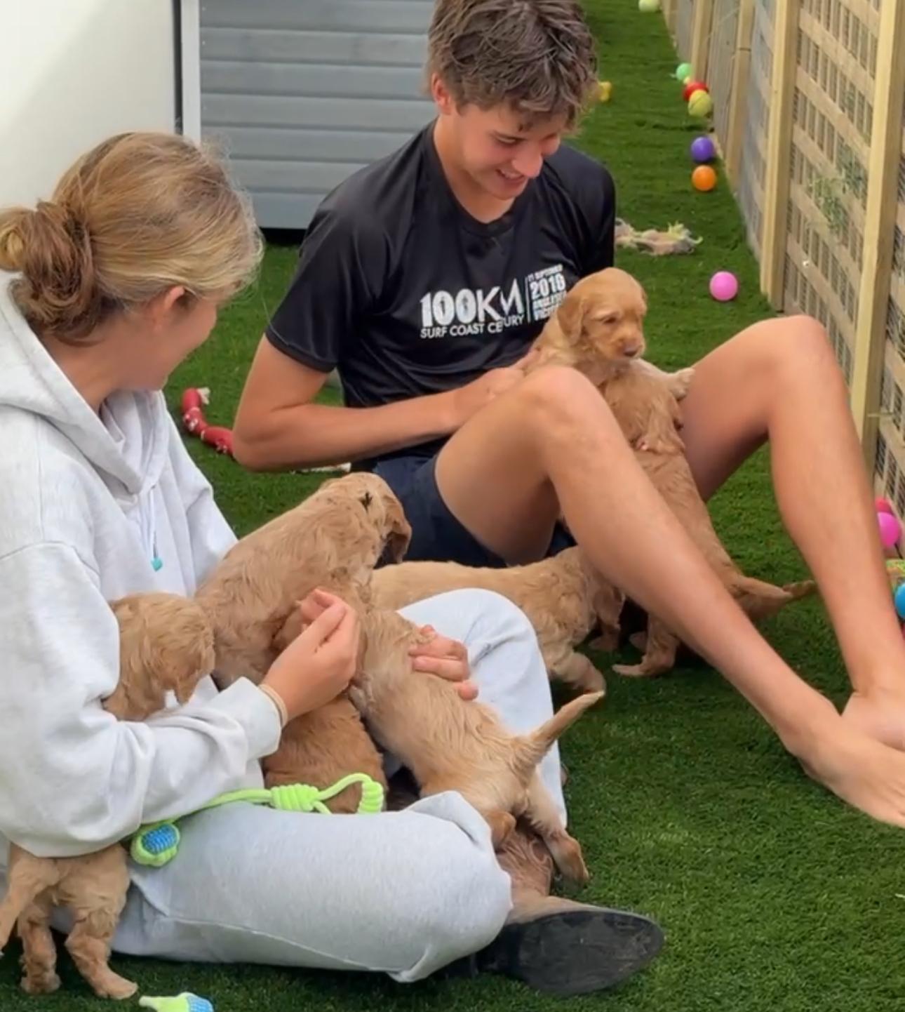 Jack & Haz puppies