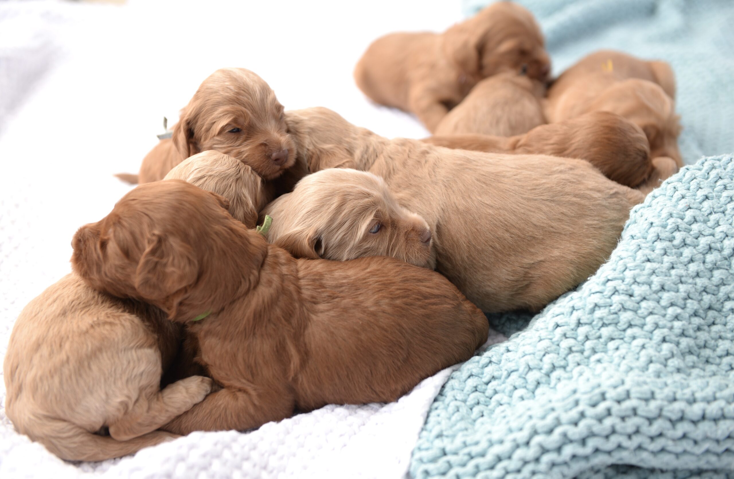 puppies flipped