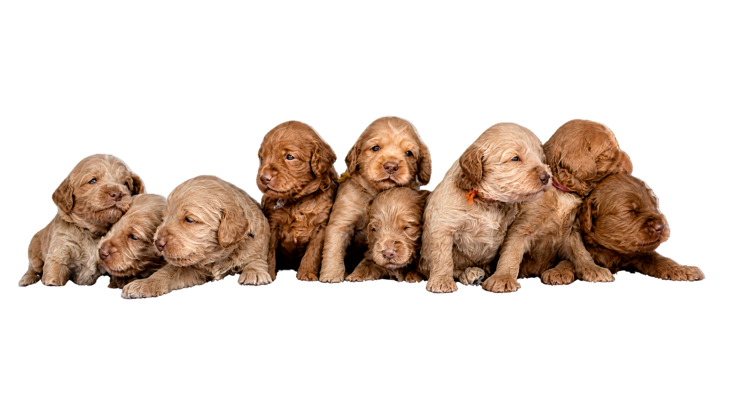 Sharper puppy image – 26 Oct 2026, 2.00 pm