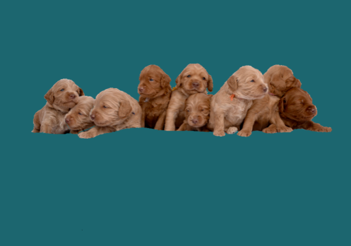 9 puppies blue background